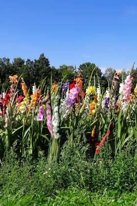 Nature Art: Gladiolen Bodypainting und Photoshooting mit Model Christina auf einem Blumenfeld. Behrensen, 17.08.2021 - Bodyart Künstler: Jörg Düsterwald