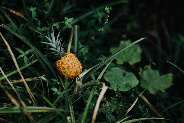 Wild tropical pineapple fruit growing among lush green foliage in tropical jungle in Costa Rica, Model released CamilleGirard_CostaRicaTravel_12.jpg Copyright: xCamillexGirardx MR