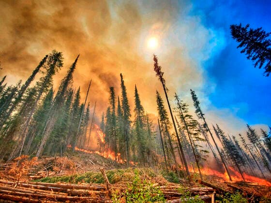 IMAGO Nature: Unsere Erde, Klimawandel, Waldbrände News Bilder des Tages STYLELOCATIONA wildfire burns through forests at the Summit Trail Fire in the Colville Reservation July 18, 2021 near Inchelium, Washington. Inchelium United States - ZUMAp138 20210819_zaa_p138_003 Copyright: xColvillexAgencyxBia Inciwebx