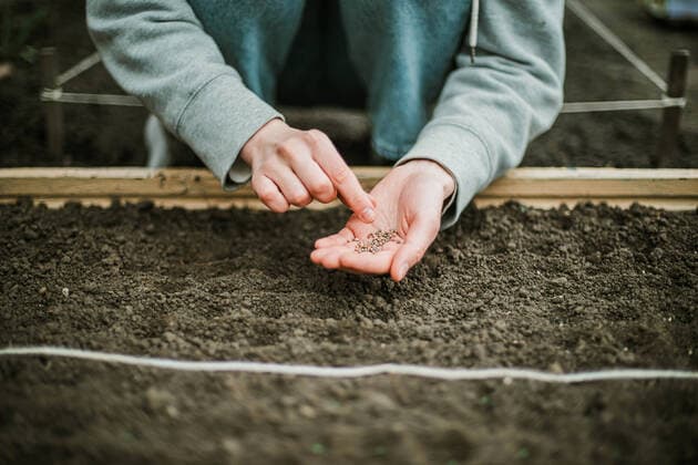 Gardener sowing seeds in a vegetable bed CR_INCH210810DC-813797-01 ,model released, Symbolfoto