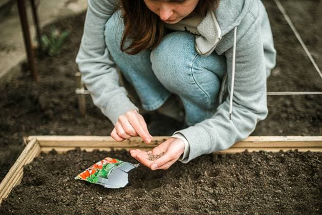 IMAGO Creative: Garten, Anbau im Hochbeet Gardener sowing seeds in a vegetable bed CR_INCH210810DC-813809-01 ,model released, Symbolfoto
