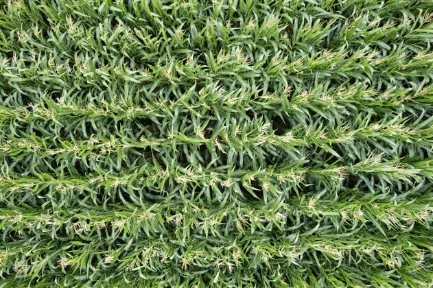 Bestellte Felder Luftaufnahme eines bestellten Feldes mit Maispflanzen. Deutschland, Niedersachsen, Region Hannover Springe, 17.08.2021 *** Cultivated fields Aerial view of a cultivated field with maize plants Germany, Lower Saxony, Hannover Region Springe, 17 08 2021