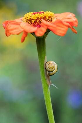 Creative Highlights World Bänderschnecke (Cepaea) an Stengel der Zinnie (Zinnia elegans), Hessen, Deutschland, Europa *** Ribbon snail Cepaea on stem of zinnia Zinnia elegans , Hesse, Germany, Europe Copyright: imageBROKER/WilfriedxMartin ibxwma07125770.jpg