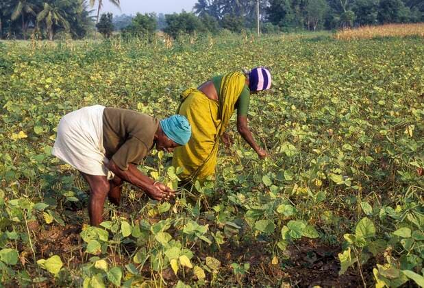 IMAGO Nature: Unsere Erde, Klimawandel, Ernährung, Pflanzen der Zukunft, Kichererbse Ernte von grüner Kichererbse (vigna radiata) linn, Tamil Nadu, Indien, Asien *** Harvest of green chickpea vigna radiata linn, Tamil Nadu, India, Asia Copyright: imageBROKER/MuthuramanxV iblmuv07083013.jpg