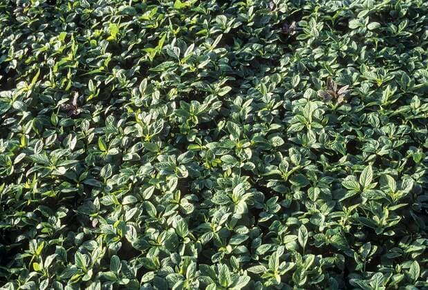 IMAGO Nature: Unsere Erde, Klimawandel, Ernährung, Pflanzen der Zukunft, Amaranth Grünzeug, Amaranth-Blätter, Mulai Keerai auf dem Feld, Tamil Nadu, Indien, Asien *** greens, amaranth leaves, Mulai Keerai in the field, Tamil Nadu, India, Asia Copyright: imageBROKER/MuthuramanxV ibxmuv07103393.jpg