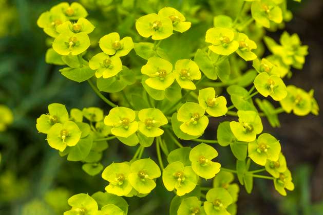  Steppen-Wolfsmilch (Euphorbia seguieriana), Botanischer Garten, Bayern, Deutschland, Europa *** Steppe spurge Euphorbia seguieriana , Botanical Garden, Bavaria, Germany, Europe Copyright: imageBROKER/HelmutxMeyerxzurxCapellen ibxmzc07108013.jpg