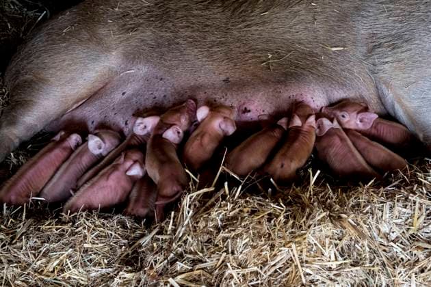 IMAGO Creative, Biodynamische Landwirtschaft Sow and her piglets lying on straw in a pigsty. Sow and her piglets lying on straw in a pigsty.  Sow and her piglets lying on straw in a pigsty.
