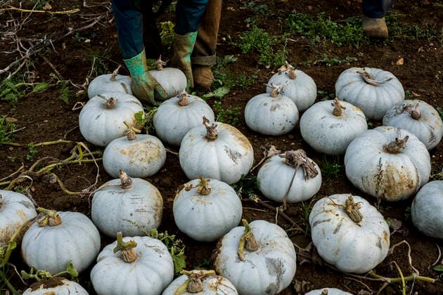 IMAGO Creative: Clickbait, Rezepte und Kochen High angle view of freshly picked white gourds in a field. High angle view of freshly picked white gourds in a field.  High angle view of freshly picked white gourds in a field.