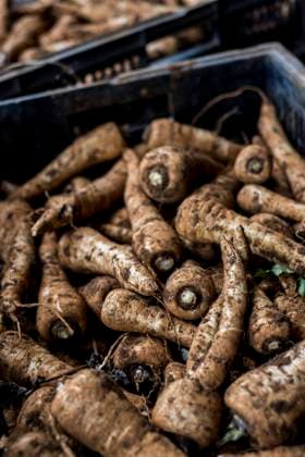 IMAGO Creative: Clickbait, Rezepte und Kochen IMAGO Creative: Klimawandel - Umwelterziehung High angle close up of crate of freshly picked parsnips. High angle close up of crate of freshly picked parsnips.  High angle close up of crate of freshly picked parsnips.
