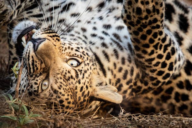 A leopard, Panthera pardus, rolls onto its back and bites a stick, direct gaze Londolozi Game Reserve,South Africa,A leopard, Panthera pardus, rolls onto its back and bites a stick, direct gaze  A leopard, Panthera pardus, rolls onto its back and bites a stick, direct gaze