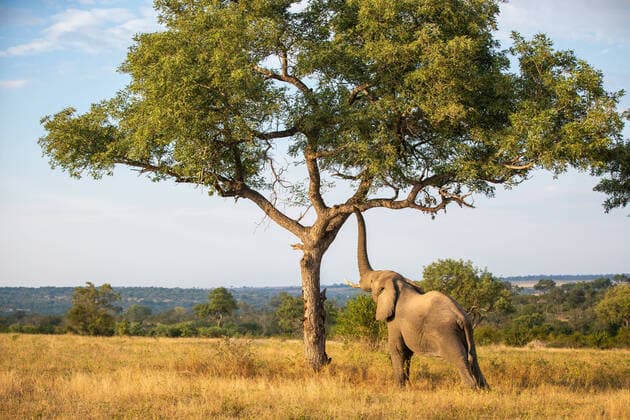Creative Highlights World An elephant, Loxodonta africana, raises its trunk to a branch in a tree Londolozi Game Reserve,South Africa,An elephant, Loxodonta africana, raises its trunk to a branch in a tree  An elephant, Loxodonta africana, raises its trunk to a branch in a tree