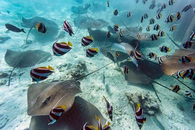 School of fishes and stingrays swimming in sea KNTF06341