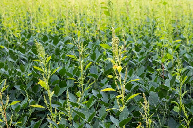 IMAGO Nature: Unsere Erde, Klimawandel, Ernährung, Pflanzen der Zukunft, Amaranth August 22, 2021, Three Oaks, Michigan, USA: Three Oaks, Michigan - An herbicide-resistant weed, Palmer amaranth, growing in a field of soybeans. The weed has developed resistance to the most powerful herbicides and threatens to overrun fields of soybeans, corn, and other commodity crops. Three Oaks USA - ZUMAw66_ 20210822_zaf_w66_002 Copyright: xJimxWestx