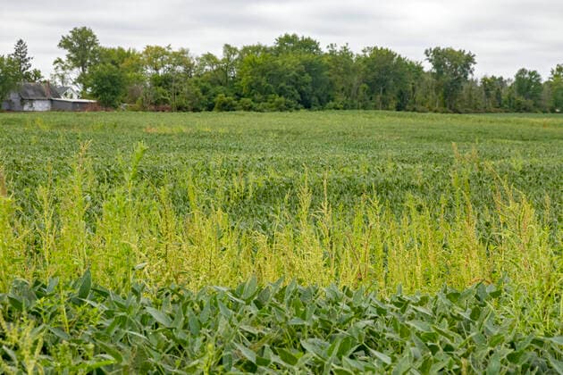 IMAGO Nature: Unsere Erde, Klimawandel, Ernährung, Pflanzen der Zukunft, Amaranth August 22, 2021, Three Oaks, Michigan, USA: Three Oaks, Michigan - An herbicide-resistant weed, Palmer amaranth, growing in a field of soybeans. The weed has developed resistance to the most powerful herbicides and threatens to overrun fields of soybeans, corn, and other commodity crops. Three Oaks USA - ZUMAw66_ 20210822_zaf_w66_003 Copyright: xJimxWestx