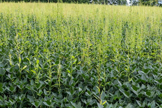 IMAGO Nature: Unsere Erde, Klimawandel, Ernährung, Pflanzen der Zukunft, Amaranth August 22, 2021, Three Oaks, Michigan, USA: Three Oaks, Michigan - An herbicide-resistant weed, Palmer amaranth, growing in a field of soybeans. The weed has developed resistance to the most powerful herbicides and threatens to overrun fields of soybeans, corn, and other commodity crops. Three Oaks USA - ZUMAw66_ 20210822_zaf_w66_004 Copyright: xJimxWestx