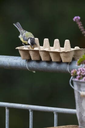 IMAGO Nature: Unsere Erde, Umweltverträgliche Herausforderungen, Recycling Kohlmeise, Kohl-Meise (Parus major), Eierkarton wird mit Vogelfutter gefuellt und mit Kabelbindern am Gelaender fixiert, Einweg-Futterschale, Deutschland great tit (Parus major), eggbox is filled with fodder and fixed at the railing with laces, disposable bird feeder, Germany BLWS650261 *** Great Tit, Great Tit Parus major , eggbox is filled with fodder and fixed at the railing with laces, disposable bird feeder, Germany BLWS650261 Copyright: xblickwinkel F.xHeckerx