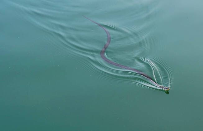 Creative Highlights World Ringelnatter GER, 20210822 Symbolbild, Schwimmende Ringelnatter *** Grass snake GER, 20210822 Symbolic image, Swimming grass snake