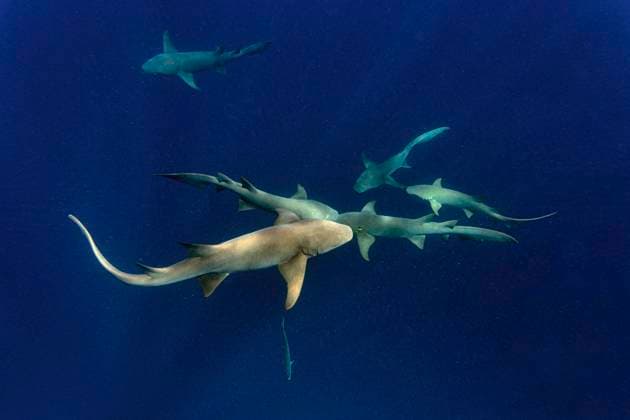 Creative Highlights World Nurse sharks swimming in deep blue sea KNTF06331