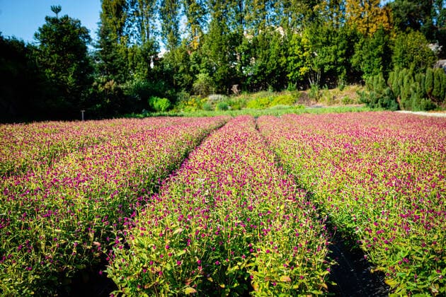 IMAGO Nature: Unsere Erde, Klimawandel, Ernährung, Pflanzen der Zukunft, Amaranth August 24, 2021, Vila Nova de Gaia, Portugal: A view of a field of globe amaranth in Cantinho das Aromaticas. Vila Nova de Gaia Portugal - ZUMAs197 20210824_zaa_s197_380 Copyright: xTeresaxNunesx