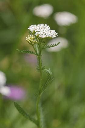Wiesenschafgarbe, Wiesen-Schafgarbe, Gewoehnliche Schafgarbe, Gemeine Schafgarbe (Achillea millefolium), bluehend, Deutschland, Bayern common yarrow, milfoil (Achillea millefolium), blooming, Germany, Bavaria BLWS649663 *** Meadow yarrow, meadow yarrow, common yarrow, common yarrow Achillea millefolium , blooming, Germany, Bavaria common yarrow, milfoil Achillea millefolium , blooming, Germany, Bavaria BLWS649663 Copyright: xblickwinkel A.xHartlx