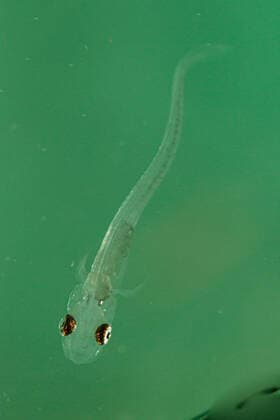 Creative Highlights World Schraetzer (Gymnocephalus schraetzer, Gymnocephalus schraetser), freischwimmende Larve, 6 mm striped ruffe, schraetzer, Danube ruffe (Gymnocephalus schraetzer, Gymnocephalus schraetser), free swimming larva, 6 mm BLWS649675 *** Gymnocephalus schraetzer, Gymnocephalus schraetser , free swimming larva, 6 mm striped ruffe, schraetzer, Danube ruffe Gymnocephalus schraetzer, Gymnocephalus schraetser , free swimming larva, 6 mm BLWS649675 Copyright: xblickwinkel A.xHartlx