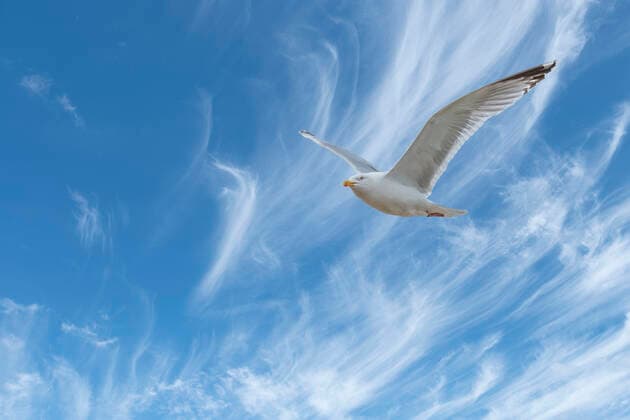 A seagull soars beneath a blue sky. Copyright: xLoopxImages BillxAllsoppx BAL04321044
