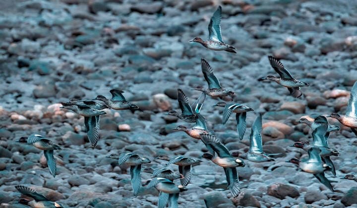 Creative Highlights World Green wing duck China, 29 11 2020, Copyright: xViewxStockx, Ref:236-0008107.jpg, Birds, outdoor, natural environment, animals, and China, direction, flying, wings, and yellow, scenery, freedom, bird, close-up, feathers, plants, and beautiful, many animals, wild animals, unmanned, east Asia, the theme, natural phenomena, protection, photography, quiet, quiet, light, color images, the day, the level of composition, felt, Asia, the beauty of nature, photography, the environment, animals, theme, wild animals, sports, dancing movements, choose the focus, the urban landscape, prospect, focus, pictures, visual effects, plants, and part of low Angle, aves, animals, and part of the body, profile, perspective, vertebrates, the door, green wings, duck Copyright: xViewxStockx