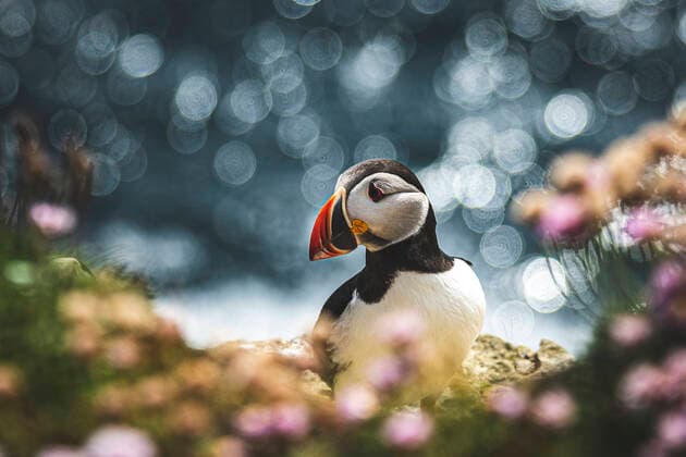 Puffins on the Brough of Birsay on the Isles of Orkney in Scotland. Copyright: xLoopxImages TomxMcShanex TME05621015