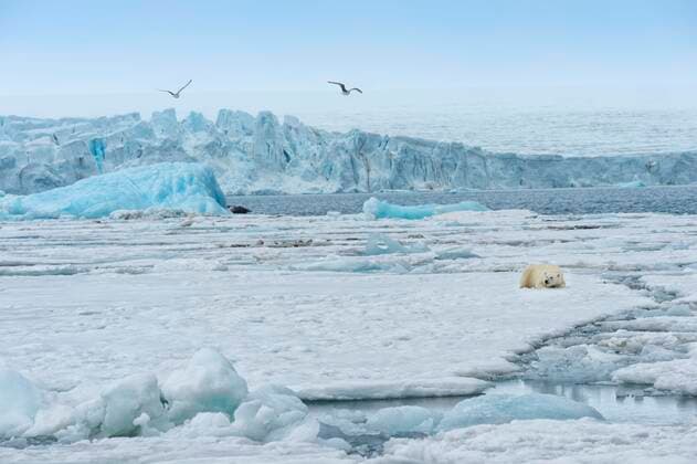 IMAGO Nature: Unsere Erde, Klimawandel, Arktische und Antarktische Eisschmelze  Weiblicher Eisbär (Ursus maritimus) ruhend auf Packeis vor einem blauen Eisberg, Björnsundet, Hinlopenstraße, Insel Spitzbergen, Svalbard Archipelago, Norwegen, Europa *** Female polar bear Ursus maritimus resting on pack ice in front of a blue iceberg, Björnsundet, Hinlopen Strait, Spitsbergen Island, Svalbard Archipelago, Norway, Europe Copyright: imageBROKER/Therin-Weise iblthg05474927.jpg