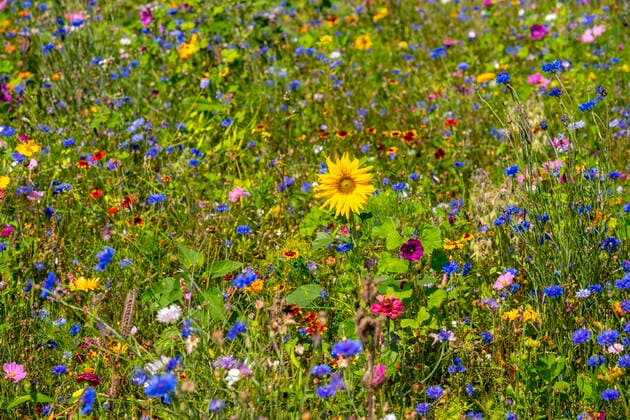 Creative Highlights World Wildblumenwiese, viele verschiedene Blumen und Pflanzen, wichtiges Biotop für Insekten, Wildblumenwiese *** Wildflower meadow, many different flowers and plants, important biotope for insects, wildflower meadow