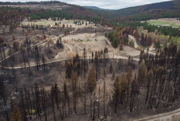 August 26, 2021, MONTE LAKE, BC, Canada: Burnt trees are seen in an area where numerous structures were destroyed by the White Rock Lake wildfire earlier this month, in Monte Lake, B.C., on Thursday, August 26, 2021. MONTE LAKE Canada  - ZUMAc35_ 20210826_zaf_c35_063 Copyright: xDarrylxDyckx