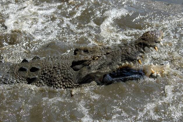 Creative Highlights World Leistenkrokodil, Leisten-Krokodil (Crocodylus porosus), Portraet im Wasser mit offenem Maul, Australien saltwater crocodile, estuarine crocodile (Crocodylus porosus), Portrait in water with mouth open, Australia BLWS650703 *** Estuarine crocodile Crocodylus porosus , Portrait in water with mouth open, Australia saltwater crocodile, estuarine crocodile Crocodylus porosus , Portrait in water with mouth open, Australia BLWS650703 Copyright: xblickwinkel McPHOTO B.xLeitnerx