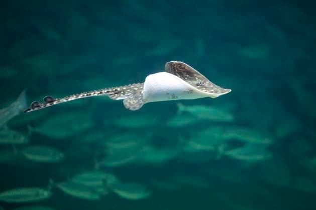 IMAGO Creative: UN Welt-Habitat-Tag am 3. Oktober Nagelrochen, Nagel-Rochen, Keulenrochen, Keulen-Rochen, Stachelrochen, Stachel-Rochen (Raja clavata), schwimmend thornback skate, thornback ray, roker (Raja clavata), swimming BLWS650761 *** Stingray, stingray, stingray, stingray, stingray, stingray Raja clavata , swimming thornback skate, thornback ray, roker Raja clavata , swimming BLWS650761 Copyright: xblickwinkel F.xHeckerx