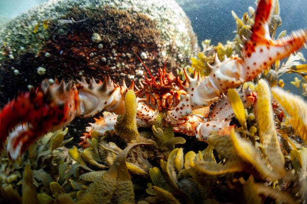 KHABAROVSK TERRITORY, RUSSIA - AUGUST 16, 2021: A North Pacific king crab (Paralithodes brevipes) in the Sea of Okhotsk off the Shantar Islands. The Shantar Islands, which with the adjacent waters comprise a national park, are an archipelago consisting of 15 islands off Russia s Pacific coast. The islands are famous for their unique wildlife: they are inhabited by rare species of birds and bears which are on Russia s list of seriously endangered species. The shoreline of the Shantar Islands is home to seals. Bowhead whales and North Pacific right whales have been spotted in the coastal waters north of the islands. The islands are difficult to access and can only be reached during the summer season. Yuri Smityuk TASS  TS10DFA2