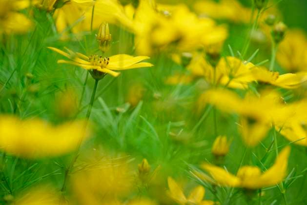 Zeckensamen (Coreopsis verticillata) *** Tick seed Coreopsis verticillata Copyright: imageBROKER J.xMoebes iblmoj05499230.jpg
