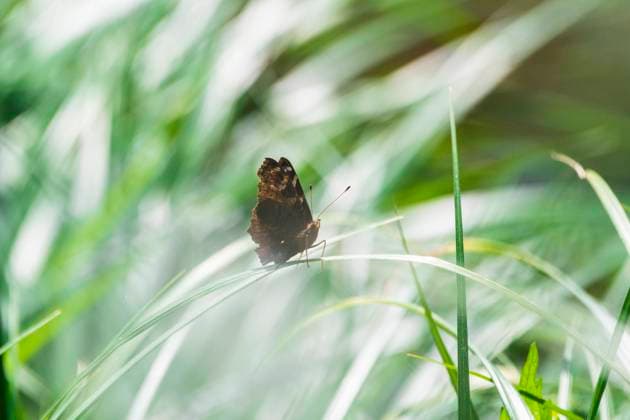 Tierwelt Bayern 09.05.2020, GER, Bayern, Passau: Tagpfauenauge (Aglais io) auf der Banater Segge (Carex buekii) im Naturschutzgebiet Halser Ilzschleifen am Ufer der Ilz *** Tierwelt Bayern 09 05 2020, GER, Bavaria, Passau Peacock butterfly Aglais io on the Banater sedge Carex buekii in the nature reserve Halser Ilzschleifen on the banks of the Ilz river
