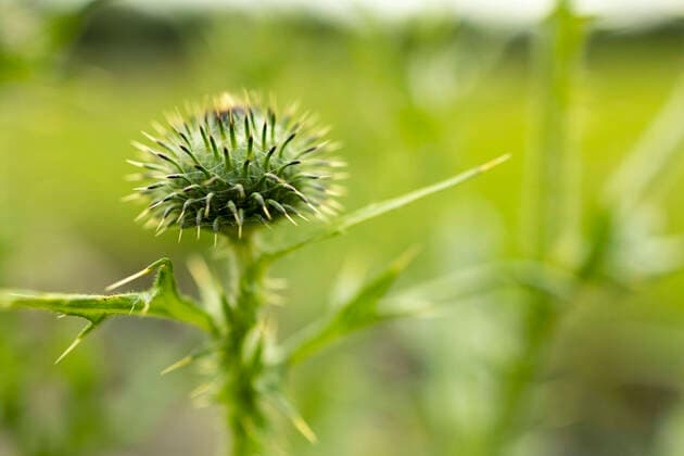 Pflanzenwelt Bayern 20.08.2021, GER, Bayern, Bad Griesbach: Distel *** Pflanzenwelt Bayern 20 08 2021, GER, Bavaria, Bad Griesbach Thistle