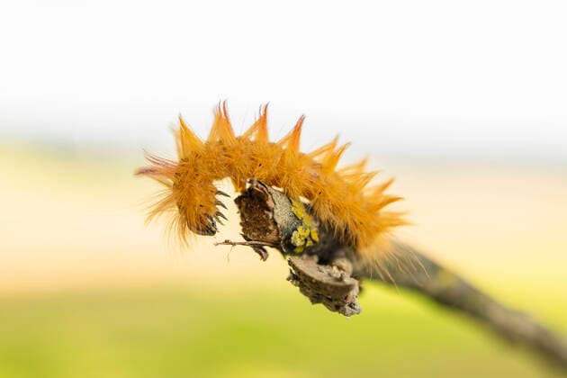 Creative Highlights World Tierwelt Bayern 20.08.2021, GER, Bayern, Bad Griesbach: Die orange gefärbte Raupe der Ahorn-Rindeneule (Nachtfalter, Acronicta aceris) ist im Gegensatz zum Nachtfalter auffällig behaart und Farbenfroh. *** Tierwelt Bayern 20 08 2021, GER, Bayern, Bad Griesbach The orange colored caterpillar of the maple bark owl moth, Acronicta aceris is in contrast to the moth conspicuously hairy and colorful