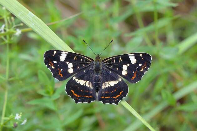  Landkärtchen (Araschnia levana), Sommergeneration, Siegerland, Nordrhein-Westfalen, Deutschland, Europa *** Landkärtchen Araschnia levana , summer generation, Siegerland, North Rhine-Westphalia, Germany, Europe Copyright: imageBROKER/FriedhelmxAdam ibxada07134286.jpg