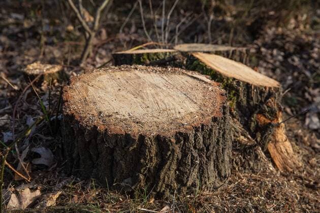 Abholzung entlang der Nibelungenbahn Schutzgemeinschaft Deutscher Wald und Mensch vor Verkehr kritisiert die Abholzung von alten Eichen entlang der Nibelungenbahn. 23.02.2021 Einhausen Abholzung entlang der Nibelungenbahn Schutzgemeinschaft Deutscher Wald und Mensch vor Verkehr kritisiert die Abholzung von alten Eichen entlang der Nibelungenbahn. *** Deforestation along the Nibelungen Railway Schutzgemeinschaft Deutscher Wald und Mensch vor Verkehr criticizes the deforestation of old oaks along the Nibelungen Railway 23 02 2021 Einhausen Deforestation along the Nibelungen Railway Schutzgemeinschaft Deutscher Wald und Mensch vor Verkehr criticizes the deforestation of old oaks along the Nibelungen Railway TG2021-0117
