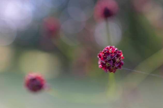 Pflanzenwelt Bayern 30.08.2021, GER, Bayern, Passau: Großer Wiesenknopf (Sanguisorba officinalis) auf einer Ausgleichsfläche in Kohlbruck *** Pflanzenwelt Bayern 30 08 2021, GER, Bavaria, Passau Great meadow-grass Sanguisorba officinalis on a compensation area in Kohlbruck