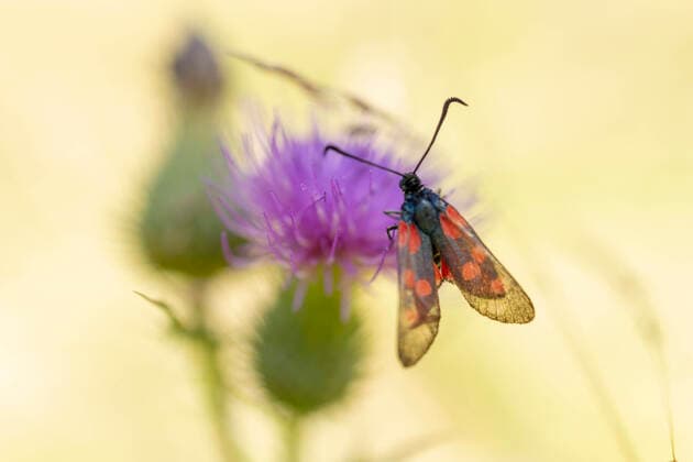 Tierwelt Bayern 30.08.2021, GER, Bayern, Passau: 6-Fleck-Widderchen, Blutströpfchen auf einer Distel in einer Ausgleichsfläche bei Kohlbruck. *** Tierwelt Bayern 30 08 2021, GER, Bavaria, Passau 6 Spotted Widderchen, Blutströpfchen on a thistle in a compensation area near Kohlbruck