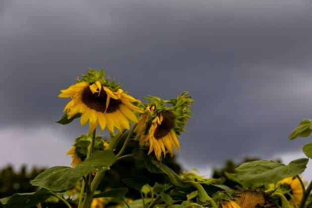 Regenhimmel Verblüthe Sonnenblumen vor Unwetterhimmel über Dresden. Dresden Sachsen GERMANY *** Rainy sky fading sunflowers in front of stormy sky over Dresden Saxony GERMANY