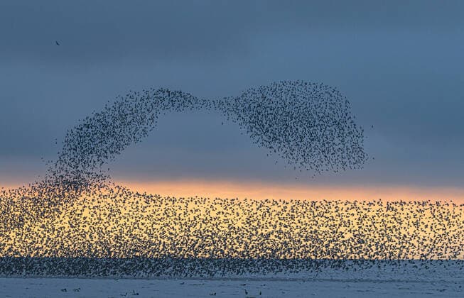 Creative Highlights World Wildlife photographer Paul Goldstein captured these stunning murmurmations of wading birds in North Norfolk. He explains: From the Arctic and beyond, waders in their thousands are beginning to make their landfall at RSPB Snettisham on the Wash in North Norfolk. I would stop for this anywhere in the world; their shapes and patterns particularly when harassed by a falcon or hobby, are mesmerising. No photo is ever the same. Waderation is what the ornithological aficionados call it, I don t really care about its name but as an experience I put it right there at the top of British avian spectacles. Where: North Norfolk, United Kingdom When: 22 Aug 2021 Credit: Paul Goldstein Cover-Images.com **Editorial Use Only** Copyright: xx 50561138 EDITORIAL USE ONLY. NOT FOR USE BY NEWSPAPERS BASED IN THE UK.
