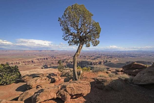  Lone Tree Panorama, 24.02.2016 21:37:55, Copyright: xwildnerdpixx Panthermedia16146047