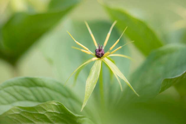 Vierblaettrige Einbeere, Einbeere (Paris quadrifolia), fruchtend, Deutschland, Bayern Herb Paris (Paris quadrifolia), fruiting, Germany, Bavaria BLWS651142 *** Four-leaved dewberry, Dewberry Paris quadrifolia , fruiting, Germany, Bavaria Herb Paris quadrifolia , fruiting, Germany, Bavaria BLWS651142 Copyright: xblickwinkel M.xKuehnx