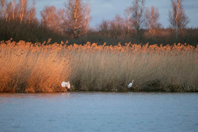 Creative Highlights World Silber-Reiher, Silberreiher, Grosser Seidenreiher, Grosser Seiden-Reiher (Egretta alba, Casmerodius albus, Ardea alba), Zwei Silberreiher am Morgen am Federsee, Deutschland, Baden-Wuerttemberg great egret, Great White Egret (Egretta alba, Casmerodius albus, Ardea alba), Two great egrets at the Federsee in the morning, Germany, Baden-Wuerttemberg BLWS651157 *** Great White Egret, Great White Egret, Great White Egret Egretta alba, Casmerodius albus, Ardea alba , Two great egrets at the Federsee in the morning, Germany, Baden Wuerttemberg great egret, Great White Egret Egretta alba, Casmerodius albus, Ardea alba , Two great egrets at the Federsee in the morning, Germany, Baden Wuerttemberg BLWS651157 Copyright: xblickwinkel M.xKuehnx