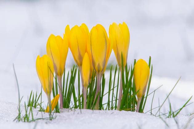 Creative Highlights World Kleiner Krokus, Balkan-Krokus, Balkankrokus, Gelber Krokus (Crocus chrysanthus), Gruppe blueht im Schnee yellow crocus (Crocus chrysanthus), Group blooming in snow BLWS651191 *** Small crocus, Balkan crocus, Balkan crocus, Yellow crocus Crocus chrysanthus , Group blooming in snow yellow crocus Crocus chrysanthus , Group blooming in snow BLWS651191 Copyright: xblickwinkel M.xKuehnx