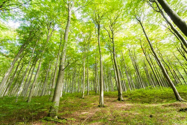 Rotbuche, Rot-Buche, Buche (Fagus sylvatica), Rotbuchenwald im Jasmund Nationalpark, Ruegen, Deutschland, Mecklenburg-Vorpommern, Ruegen common beech (Fagus sylvatica), beech forest at the Jasmund National Park Ruegen, Germany, Mecklenburg-Western Pomerania, Ruegen BLWS651235 *** Common beech Fagus sylvatica , red beech forest at the Jasmund National Park Ruegen, Germany, Mecklenburg Western Pomerania, Ruegen BLWS651235 Copyright: xblickwinkel A.xHeldx