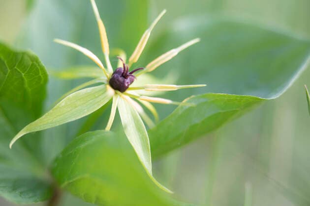 Vierblaettrige Einbeere, Einbeere (Paris quadrifolia), fruchtend, Deutschland, Bayern Herb Paris (Paris quadrifolia), fruiting, Germany, Bavaria BLWS651143 *** Four-leaved dewberry, Dewberry Paris quadrifolia , fruiting, Germany, Bavaria Herb Paris quadrifolia , fruiting, Germany, Bavaria BLWS651143 Copyright: xblickwinkel M.xKuehnx